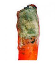 Серая гниль моркови миниатюра