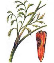 Фомоз моркви миниатюра