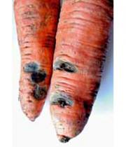Фомоз моркви слайд