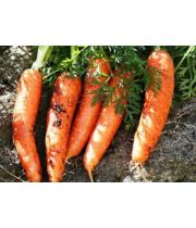 Церкоспороза моркови миниатюра
