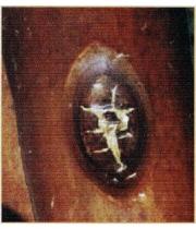 Антракноз баклажана миниатюра