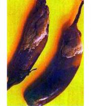 Фомопсис плода баклажана миниатюра