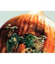 Пенициллёз или сине-зеленая плесень лука миниатюра