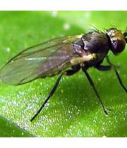 Луковая минирующая муха миниатюра