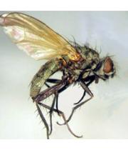 Летняя капустная муха миниатюра