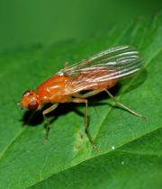 Морковная муха миниатюра