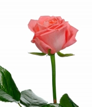 Изображение товара Троянда Анна Каріна (Anna Karina) висота 100см