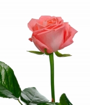 Изображение товара Троянда Анна Каріна (Anna Karina) висота 50см