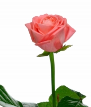 Изображение товара Троянда Анна Каріна (Anna Karina) висота 70см