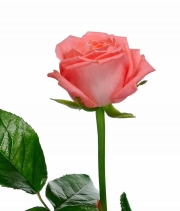 Изображение товара Троянда Анна Каріна (Anna Karina) висота 80см