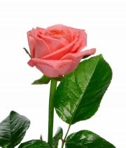Изображение товара Троянда Анна Каріна (Anna Karina) висота 90см