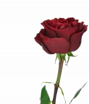 Изображение товара Троянда піоноподібна Кокетка (Coqueta) висота 50см