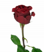 Изображение товара Роза пионовидная Кокетка (Coqueta) высота 60см