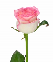 Изображение товара Троянда Джумілія (Jumilia) висота 50см