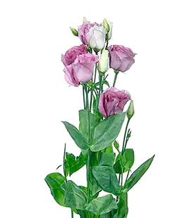 Эустома Rosita Lavender