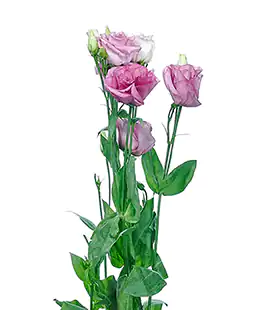 Эустома Rosita Lavender
