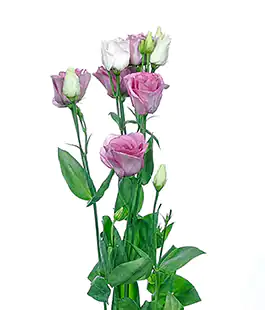 Эустома Rosita Lavender