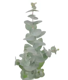 Изображение Эвкалипт Синерия (Eucalyptus Cinerea)