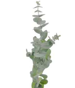 Эвкалипт Синерия (Eucalyptus Cinerea)