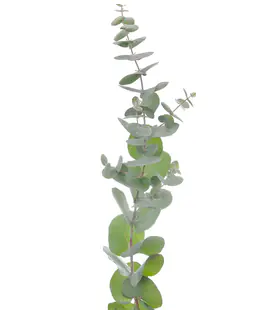 Эвкалипт Синерия (Eucalyptus Cinerea)