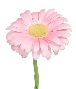 Гербера Рожева 10cm (Pink PLOT)