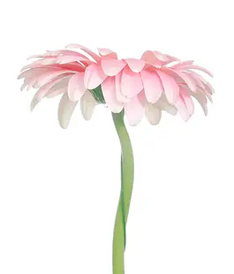 Гербера Рожева 10cm (Pink PLOT)