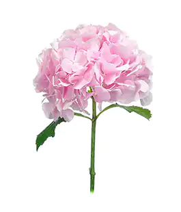 Изображение Гортензия Verena Pink Нидерланды