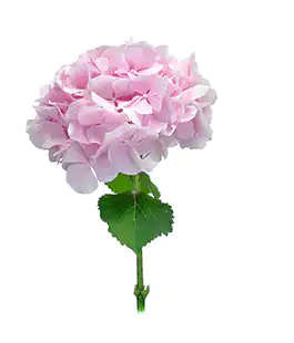Гортензия Verena Pink Нидерланды
