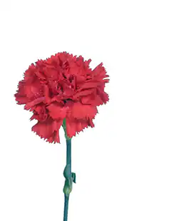 Изображение Гвоздика Красная / Carnation Red Турция