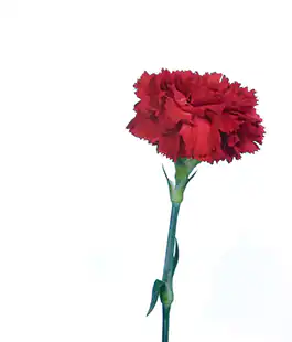 Гвоздика Красная / Carnation Red Турция