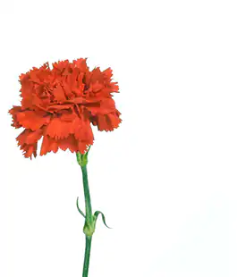 Гвоздика Красная / Carnation Red Турция