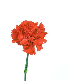 Гвоздика Красная / Carnation Red Турция