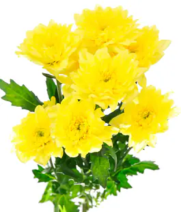 Хризантема Алтай жовтий /Altaj yellow
