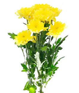 Хризантема Алтай жовтий /Altaj yellow