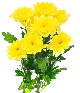 Хризантема Алтай жовтий /Altaj yellow