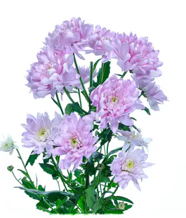 Изображение Хризантема Балтика розовая (Baltica Pink)