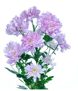 Хризантема Балтика розовая (Baltica Pink)