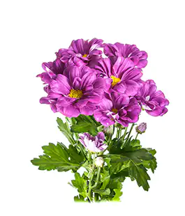 Хризантема Дарк Сплендед (Dark Splendid)