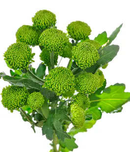 Изображение Хризантема Делигрин /Deligreen
