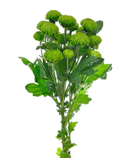 Хризантема Делигрин /Deligreen
