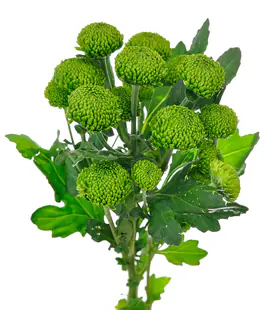 Хризантема Делигрин /Deligreen