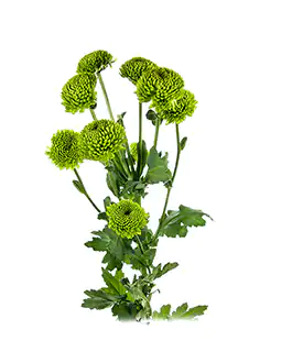Хризантема Коди Грин (Code Green)