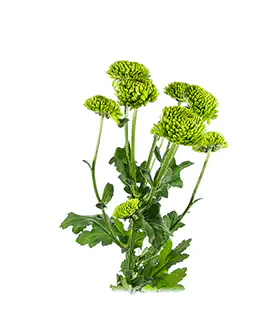 Хризантема Коди Грин (Code Green)