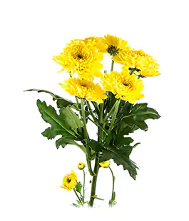 Изображение Хризантема Лимончелло (Limoncello)