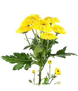 Хризантема Лимончелло (Limoncello)