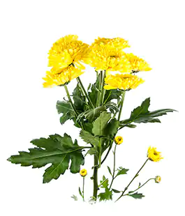 Хризантема Лимончелло (Limoncello)