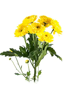 Хризантема Лимончелло (Limoncello)