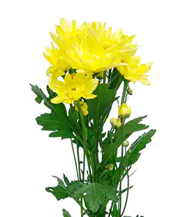 Изображение Хризантема Пина Колада Желтая (Pina Colada Yellow)