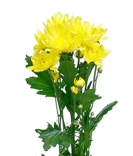 Хризантема Пина Колада Желтая (Pina Colada Yellow)