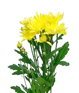 Хризантема Пина Колада Желтая (Pina Colada Yellow)